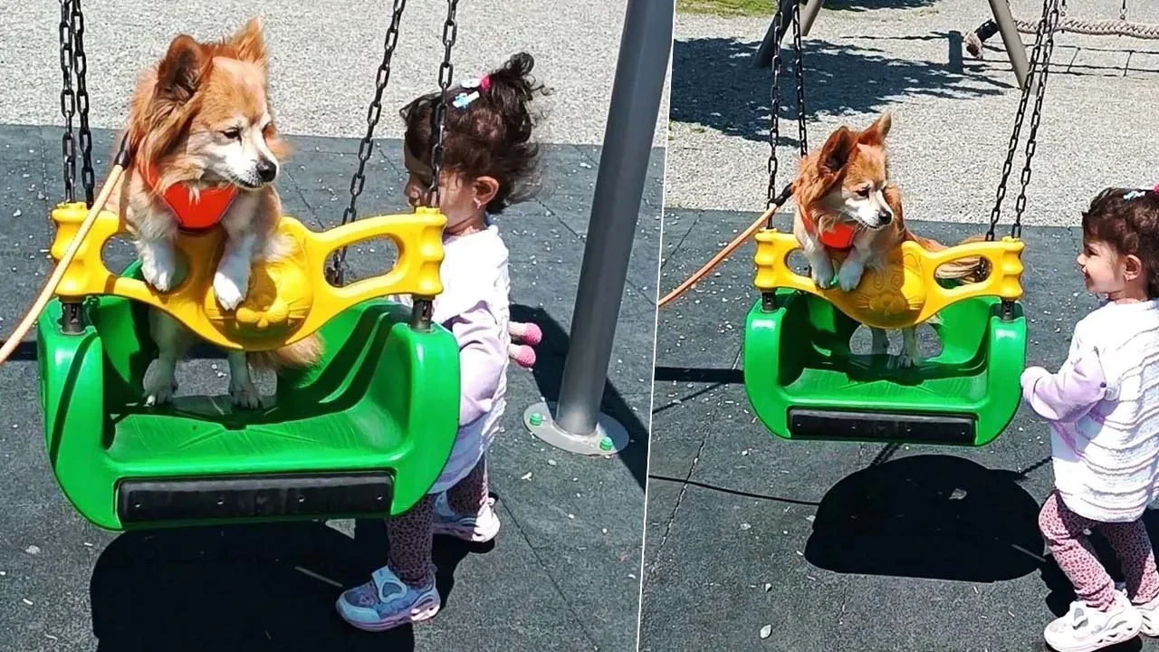 Parkta gülümseten kareler: Evcil köpek oyun parkında çocuklarla vakit geçirip eğlendi