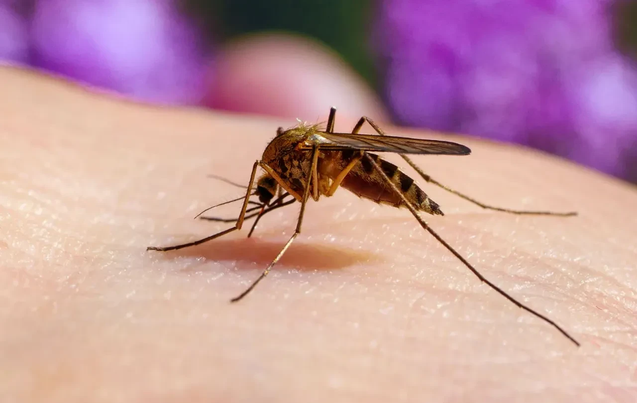 Sivrisinek sorununu tarihe karıştıran doğal buluş! Arkalarına bakmadan kaçıyorlar