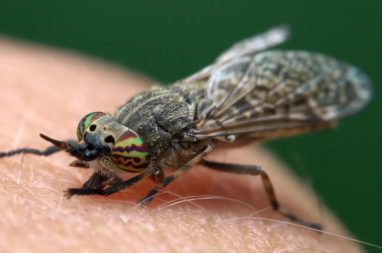 Sivrisinek sorununu tarihe karıştıran doğal buluş! Arkalarına bakmadan kaçıyorlar