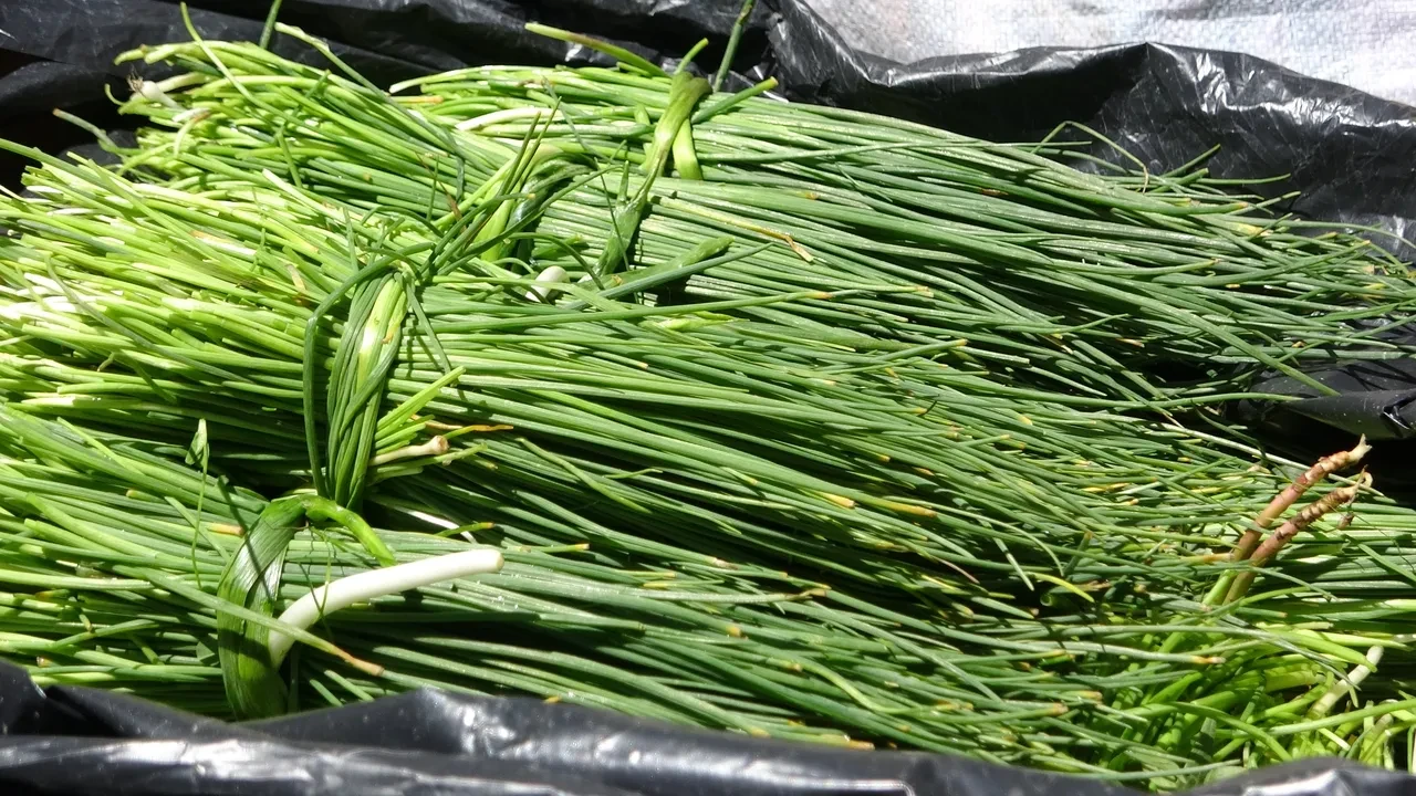 Tam bir şifa deposu! Bunları 10 gün sonra burada bulamazsınız: Kilosu 250 TL