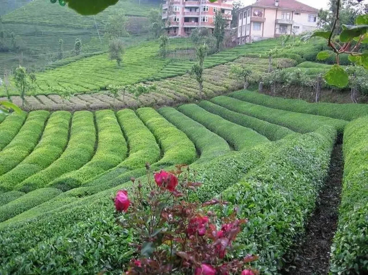 Türk çayı rekor kırıyor! İhracat 5,5 milyon doları aştı