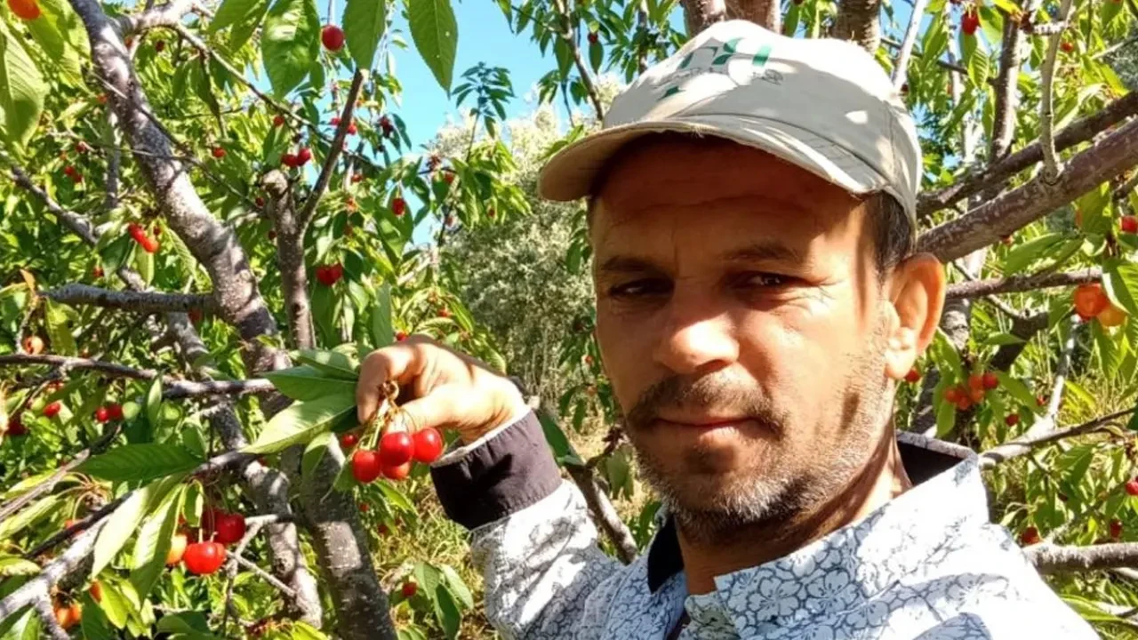 Üreticilerin yüzü güldü! Kilosu 300 liradan satılıyor