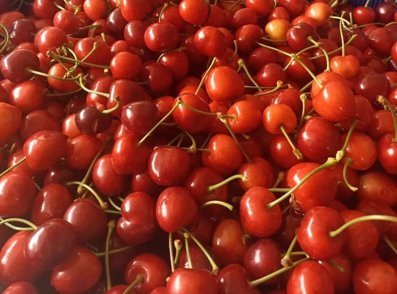 Üreticilerin yüzü güldü! Kilosu 300 liradan satılıyor