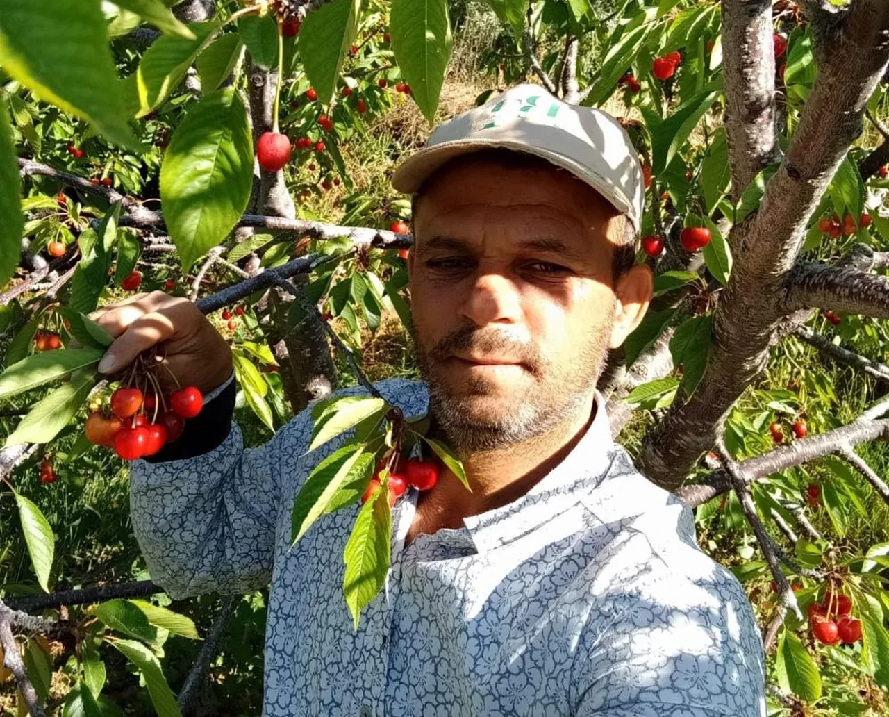 Üreticilerin yüzü güldü! Kilosu 300 liradan satılıyor