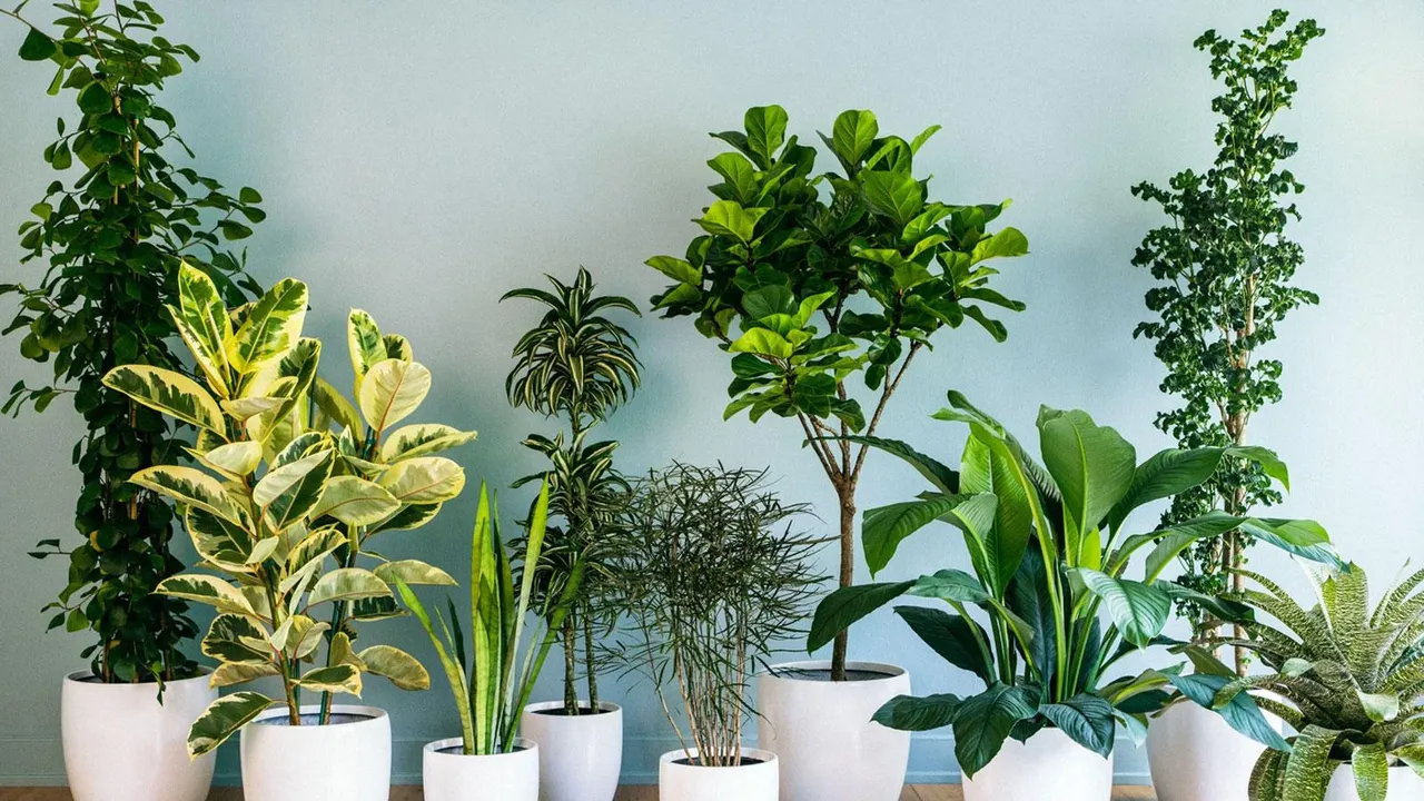 Yumurtanın suyunu kaynattıktan sonra sakın dökmeyin meğer altın değerindeymiş