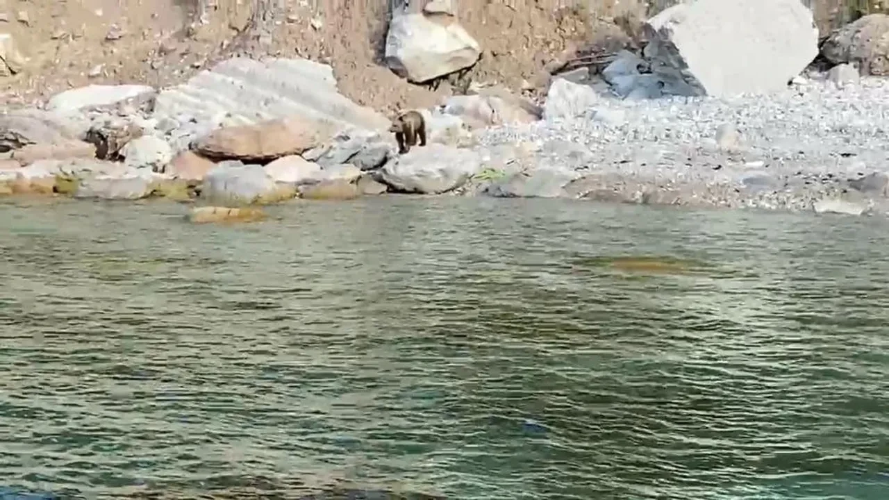 Bartın'da 1 yaşındaki ayı heyecanı: Sahilde görüntülendi!