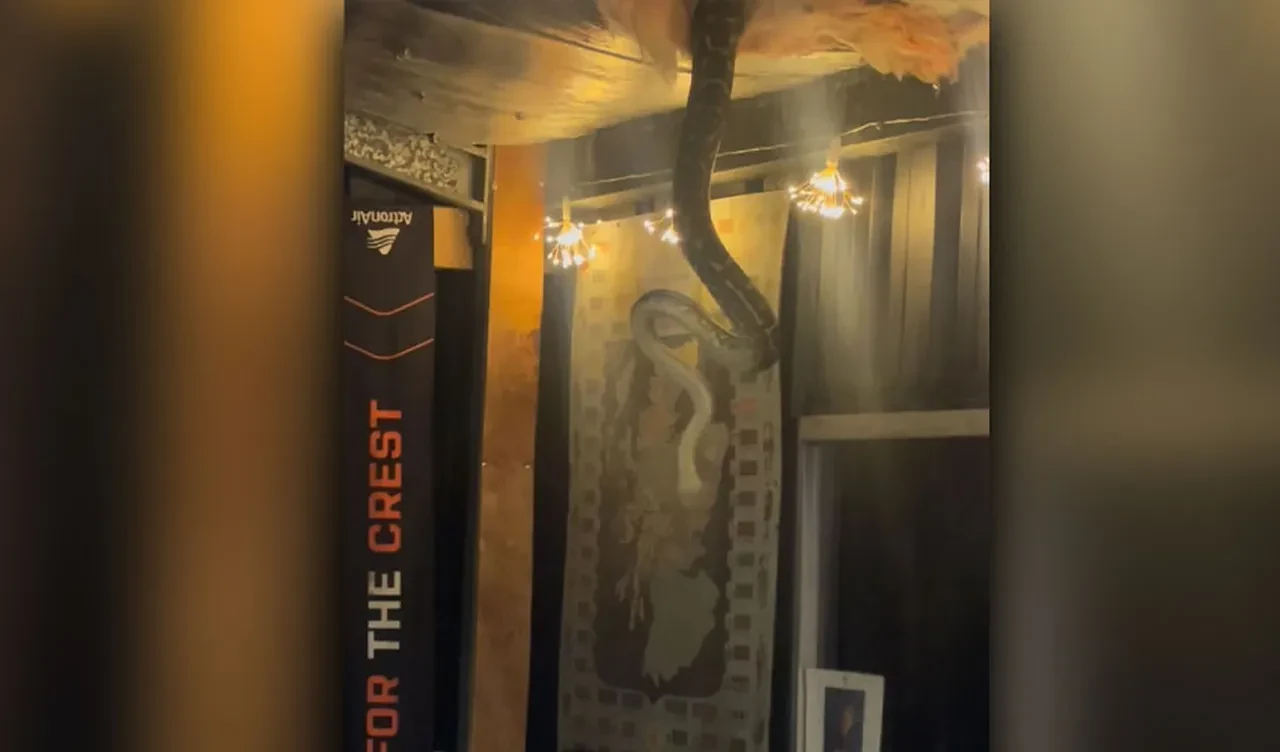 Davetsiz misafir dev piton yılanı: İzolasyonu deldi çatıdan sarkarak içeri girdi!