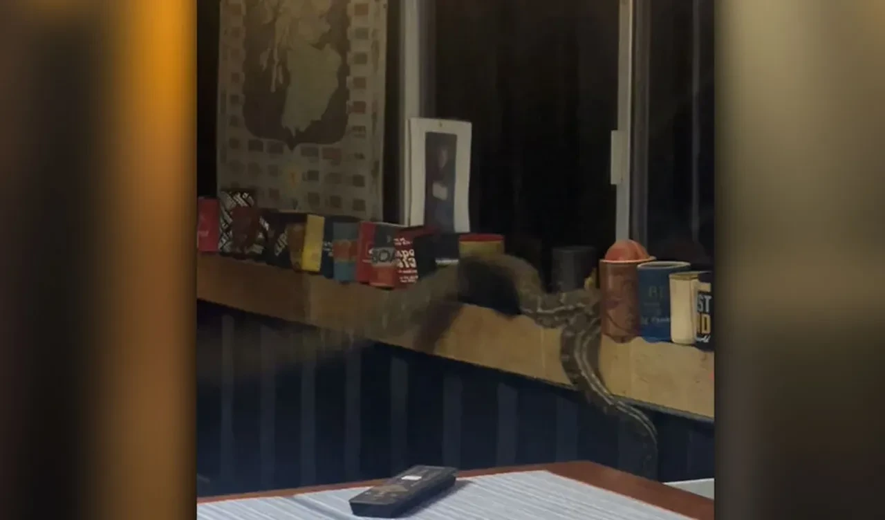 Davetsiz misafir dev piton yılanı: İzolasyonu deldi çatıdan sarkarak içeri girdi!