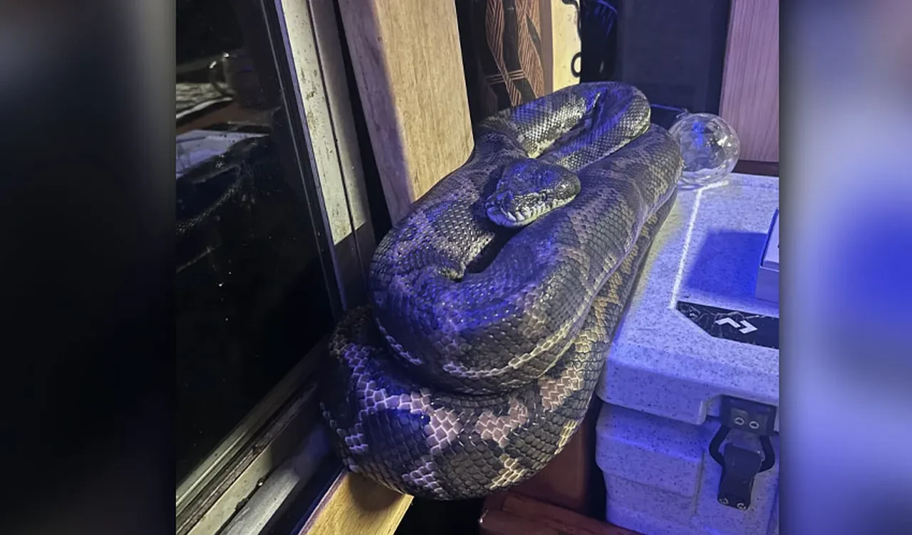 Davetsiz misafir dev piton yılanı: İzolasyonu deldi çatıdan sarkarak içeri girdi!