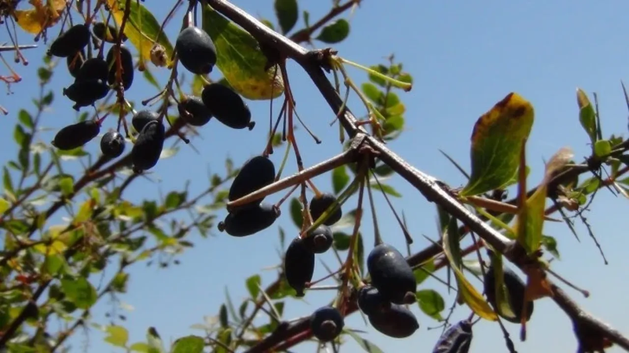 Diyabete karşı resmen doğal kalkan vazifesi görüyor