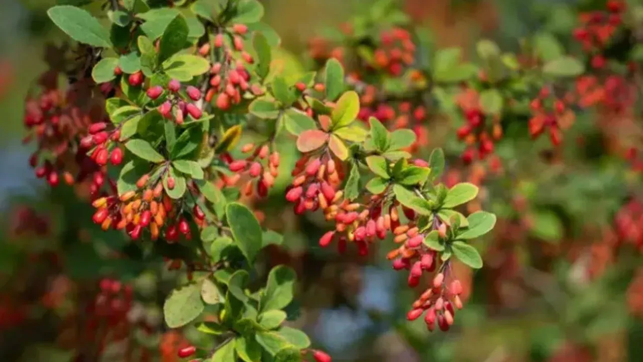 Diyabete karşı resmen doğal kalkan vazifesi görüyor