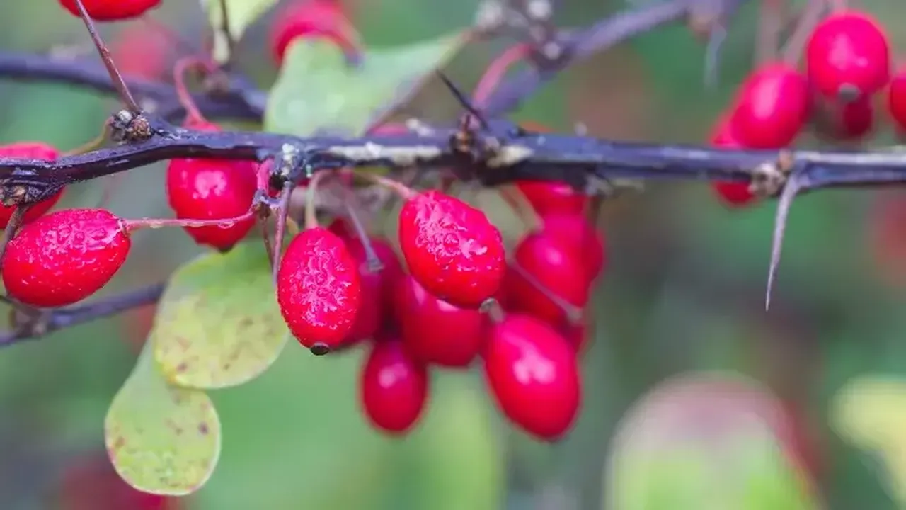 Diyabete karşı resmen doğal kalkan vazifesi görüyor