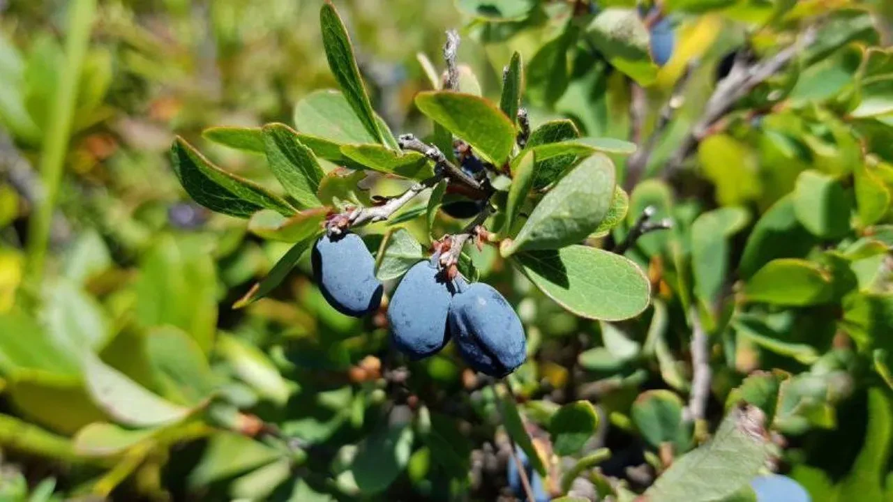 Diyabete karşı resmen doğal kalkan vazifesi görüyor