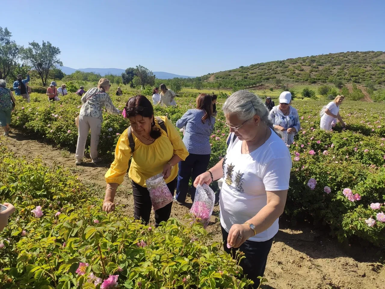 Gülün başkentinde hasat başladı: Dünya'daki üretiminin yüzde 65'i Türkiye'de yapılıyor!