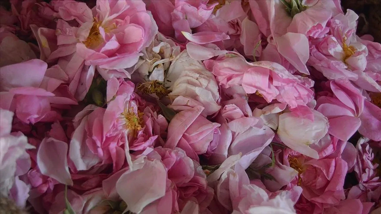 Gülün başkentinde hasat başladı: Dünya'daki üretiminin yüzde 65'i Türkiye'de yapılıyor!