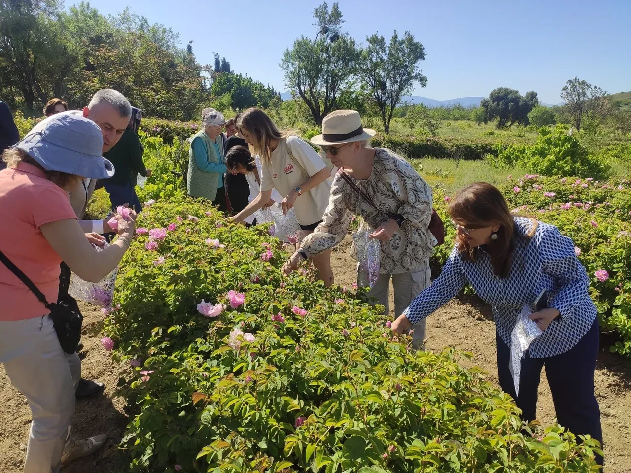 Gülün başkentinde hasat başladı: Dünya'daki üretiminin yüzde 65'i Türkiye'de yapılıyor!
