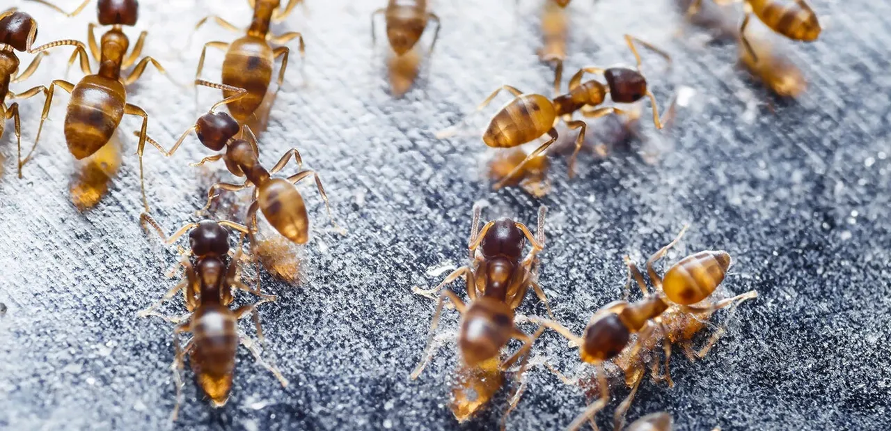 Havalar ısındı karıncalar evlere girmeye başladı! Karıncaları kaçıran doğal yağ: Bir daha evinize adım dahi atmayacaklar