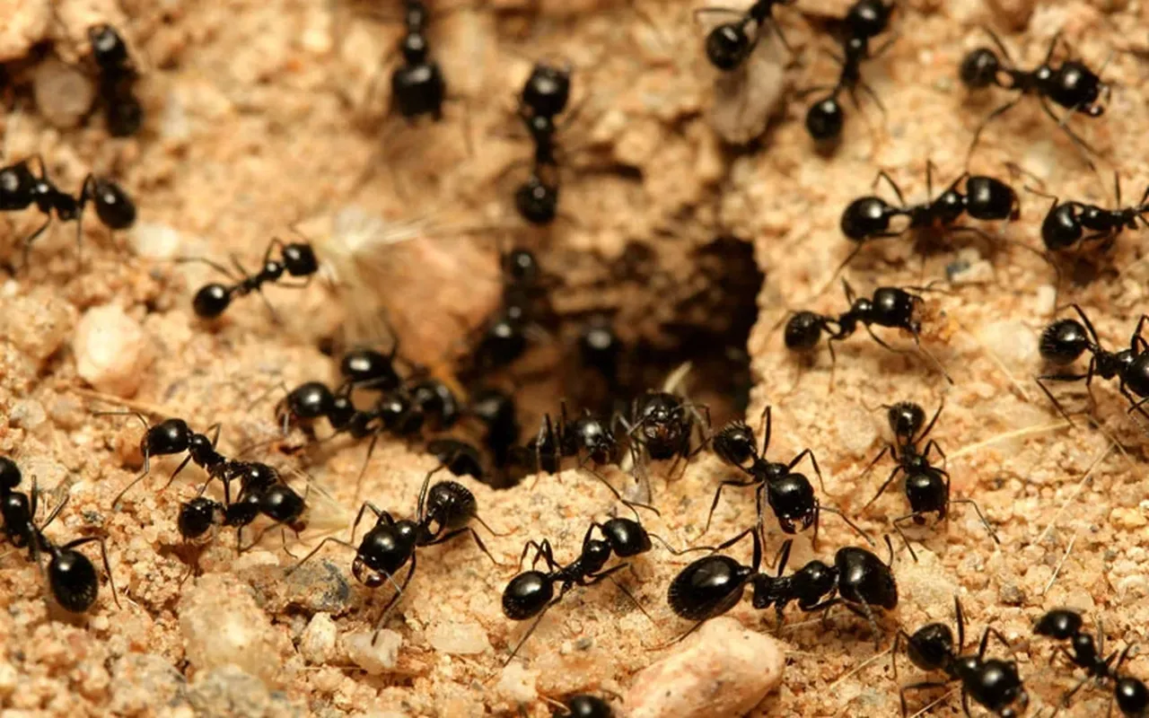 Havalar ısındı karıncalar evlere girmeye başladı! Karıncaları kaçıran doğal yağ: Bir daha evinize adım dahi atmayacaklar