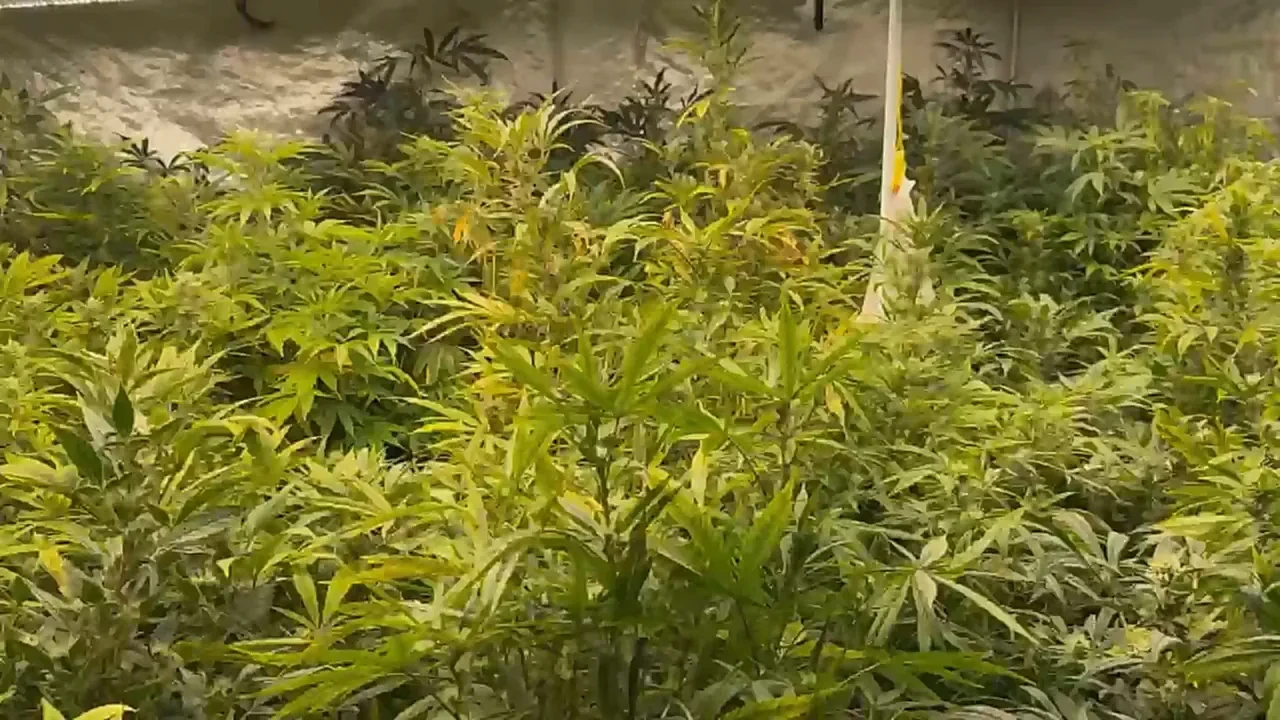 İzmir'de villaya baskın! Polis gördükleri karşısında şaşkına döndü! 