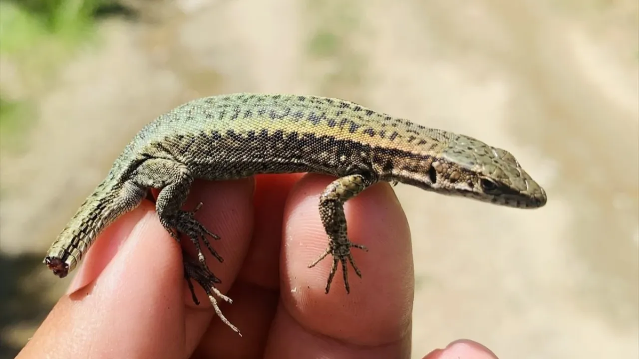 Keşfettiği türe annesinin adını verdi! 'Saliha kertenkelesi sonsuza kadar varolacak' 