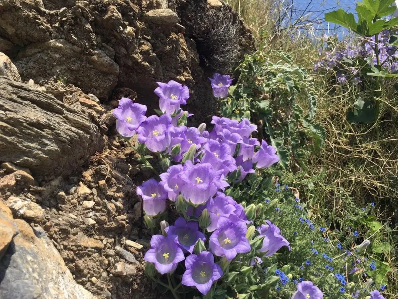Koparan bin pişman! Cezası dudak uçuklatıyor, dünyada yalnızca Türkiye’de yetişiyor