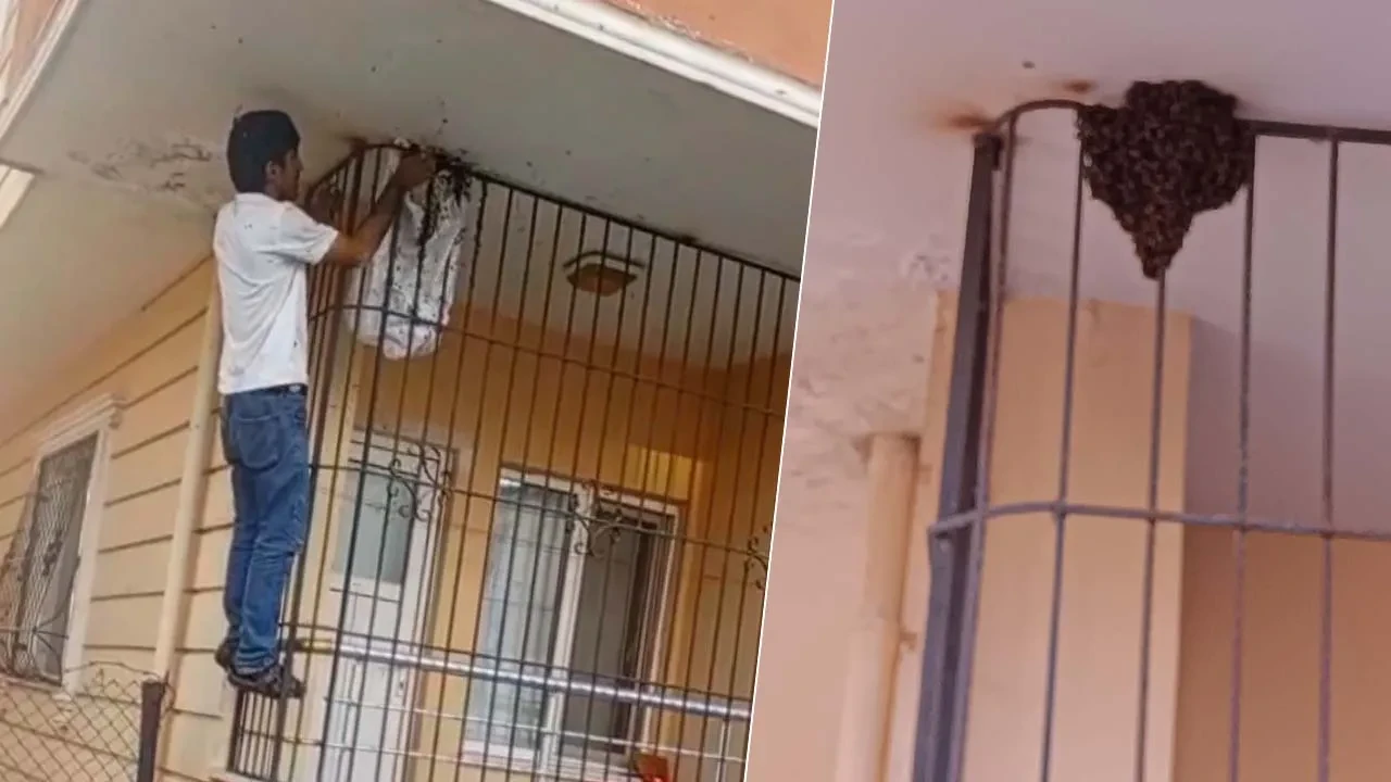 Arıların saygı duyduğu insan: Beni seviyor, sokmuyorlar