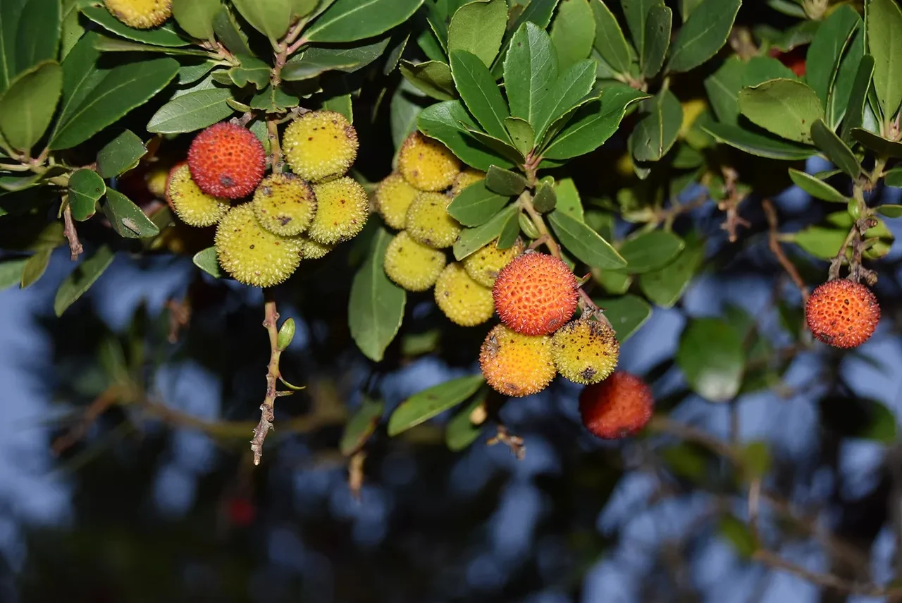 Çinlilerin sabah akşam yediği meyve tedavisi olmayan hastalığı iyileştirdi!
