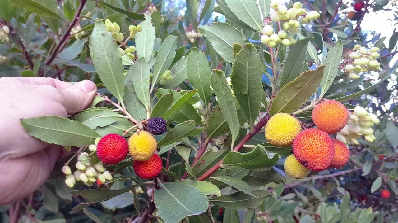Çinlilerin sabah akşam yediği meyve tedavisi olmayan hastalığı iyileştirdi!