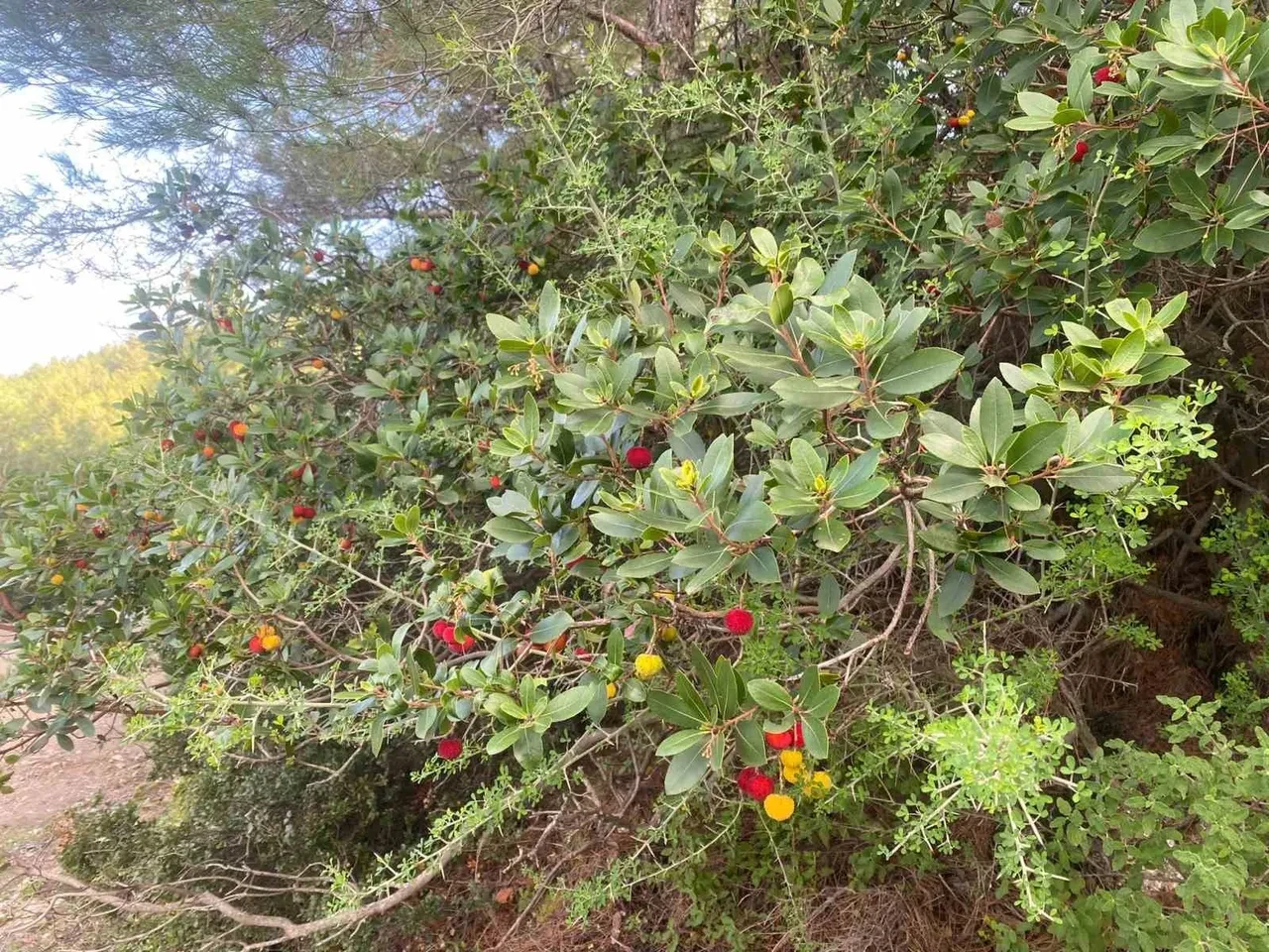 Çinlilerin sabah akşam yediği meyve tedavisi olmayan hastalığı iyileştirdi!