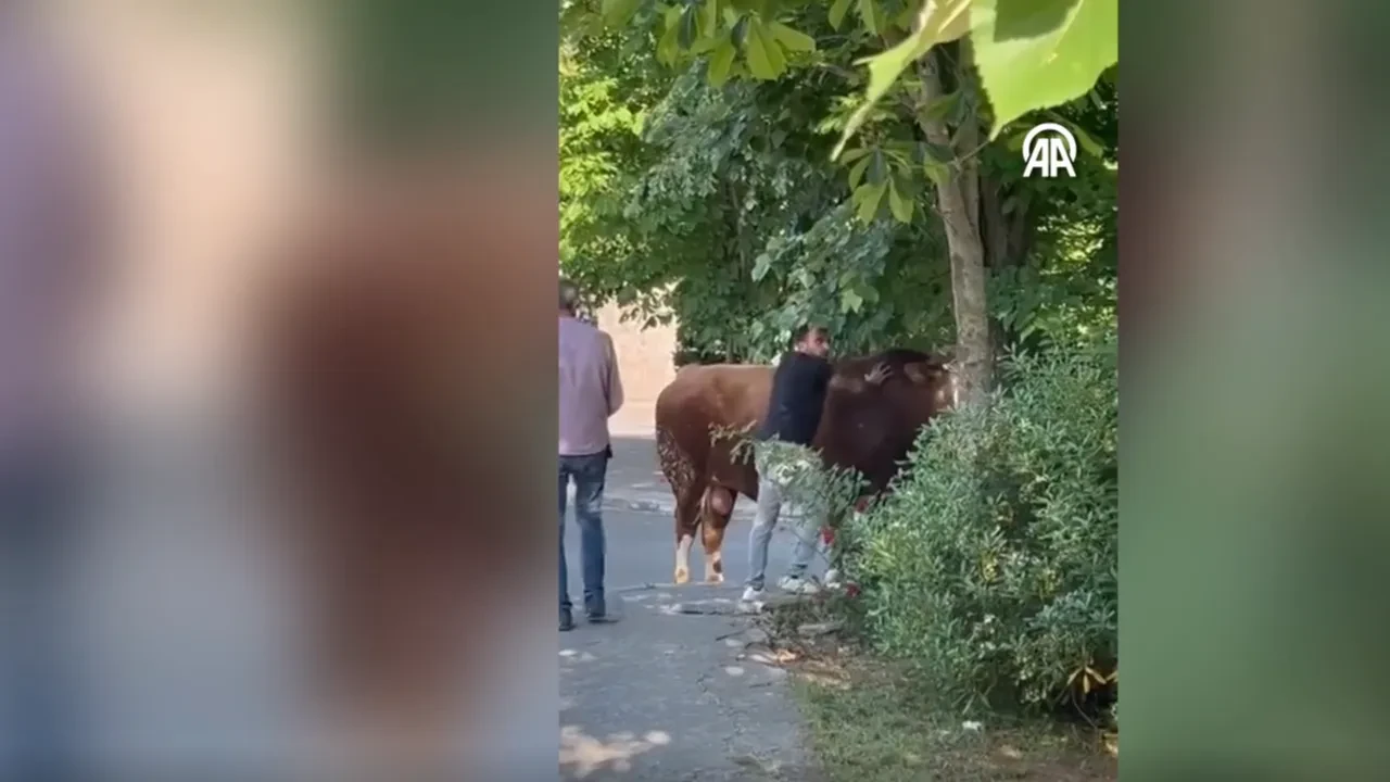 Esnafın firari danayla imtihanı! Yakalamaları saatler sürdü 