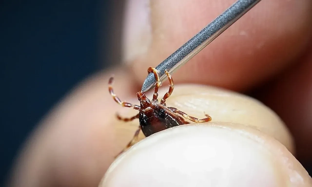 Havalar ısındı, keneler baş gösterdi! Uzmanlar uyardı: Kesinlikle bunu yapmayın!