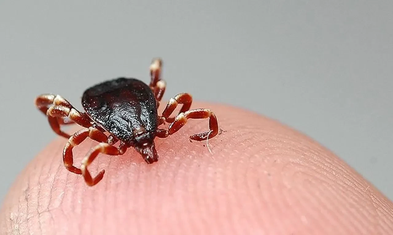 Havalar ısındı, keneler baş gösterdi! Uzmanlar uyardı: Kesinlikle bunu yapmayın!