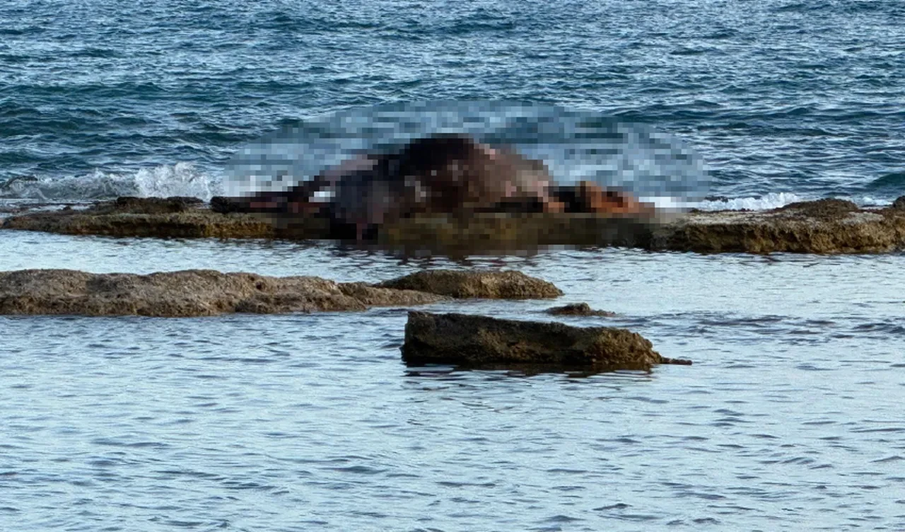 Kötü koku etrafa yayılınca ortaya çıktı! Görenler şaşkına döndü