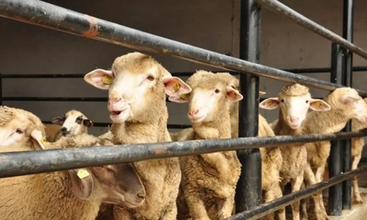 Kurban Bayramı tatili kaç gün olacak? Son nokta konuldu