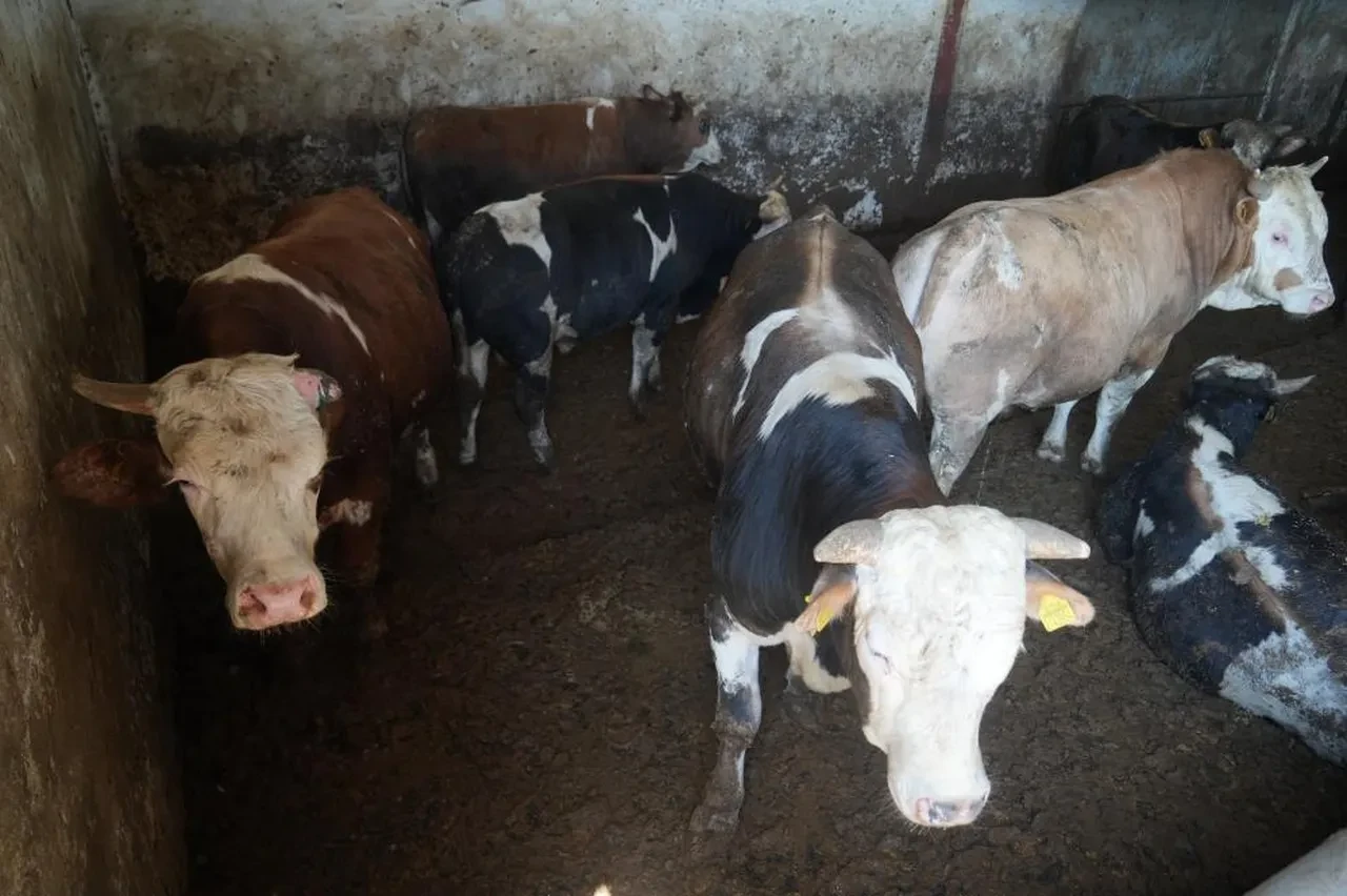 Muş'tan kurbanlıklar yola çıktı! İşte kazandıracağı gelir