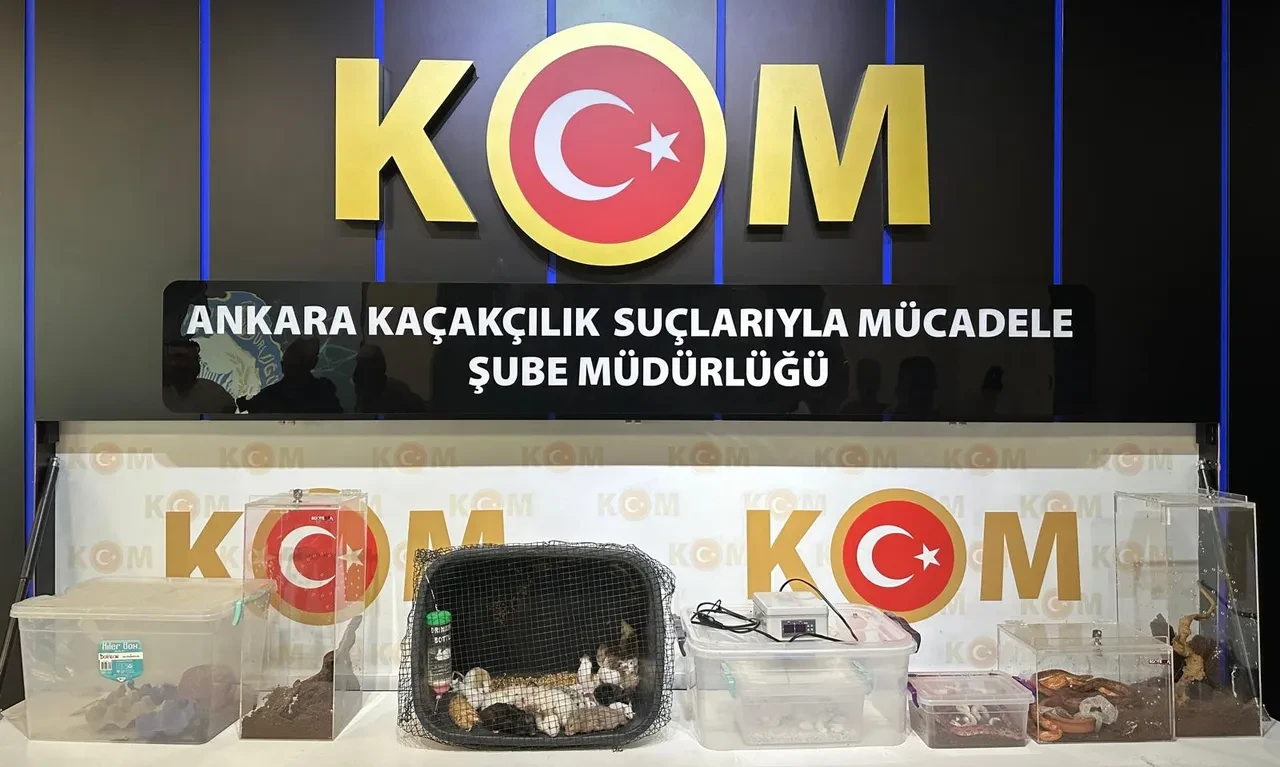Satışı yasak! 5 ilde büyük operasyon: 96 egzotik hayvan ele geçirildi
