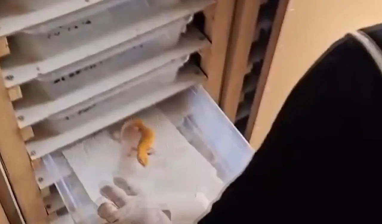 Satışı yasak! 5 ilde büyük operasyon: 96 egzotik hayvan ele geçirildi