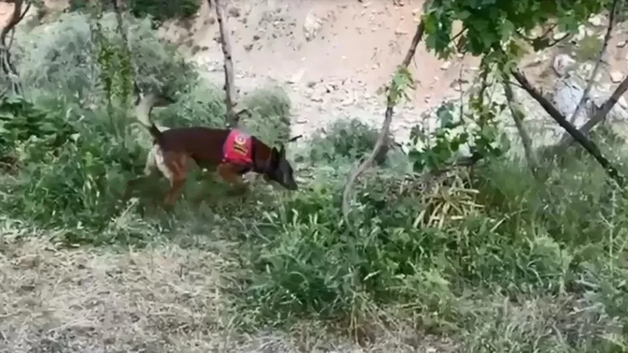 Bitlis’te dere kenarında gizlenmiş 18 kilo esrarı dedektör köpek buldu