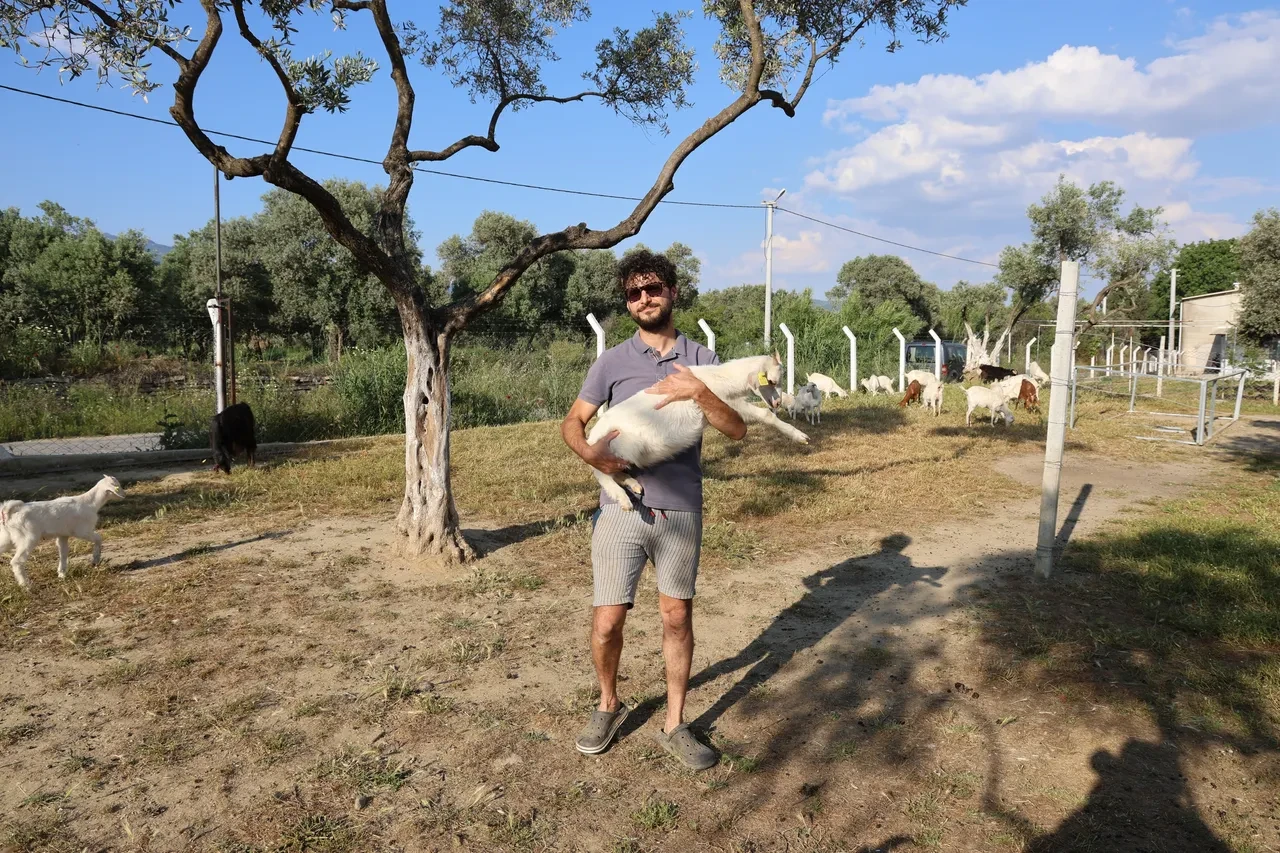 Diplomalar cebinde, sürüsü peşinde! İki üniversite bitirip çoban oldu