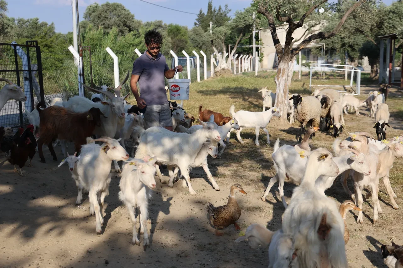 Diplomalar cebinde, sürüsü peşinde! İki üniversite bitirip çoban oldu