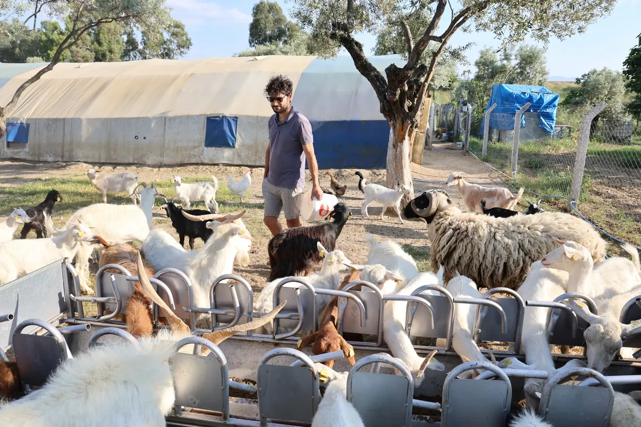 Diplomalar cebinde, sürüsü peşinde! İki üniversite bitirip çoban oldu