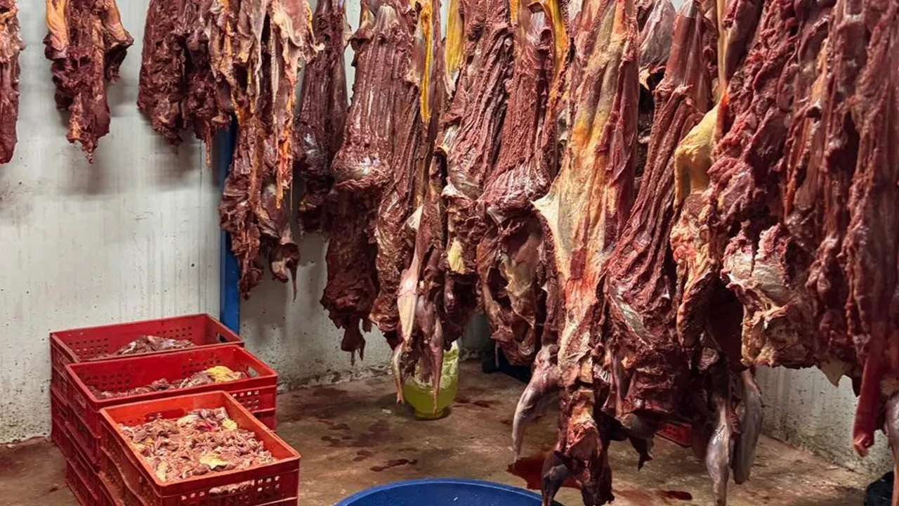Hepsi mühürsüz, faturasız! Mide bulandıran anlar: 3 ton bozulmuş at eti ele geçirildi
