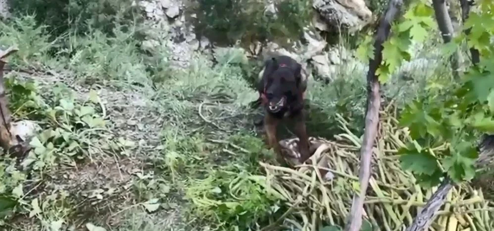 Bitlis’te dere kenarında gizlenmiş 18 kilo esrarı dedektör köpek buldu