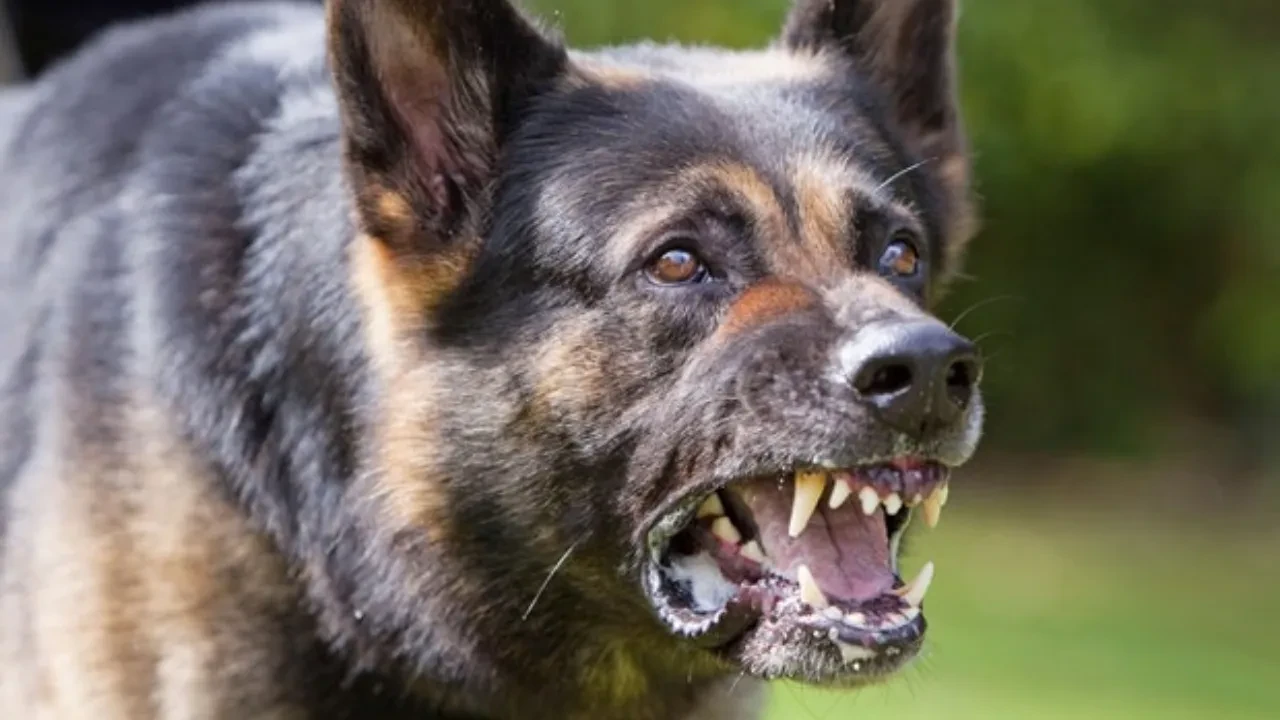 Kayseri'de sahipli köpeğin saldırdığı 6 yaşındaki çocuk yaralandı