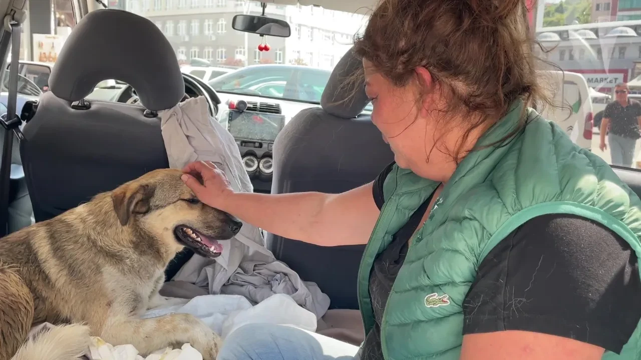 Köpeğini kaybetti, yaralı sokak köpeğini gözyaşlarıyla sahiplendi! 