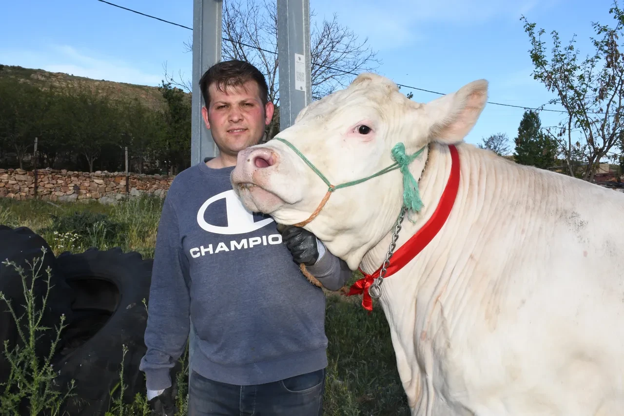 Kubanlıklar görücüye çıktı! 1 tonluk dev düvenin fiyatı dudak uçuklattı