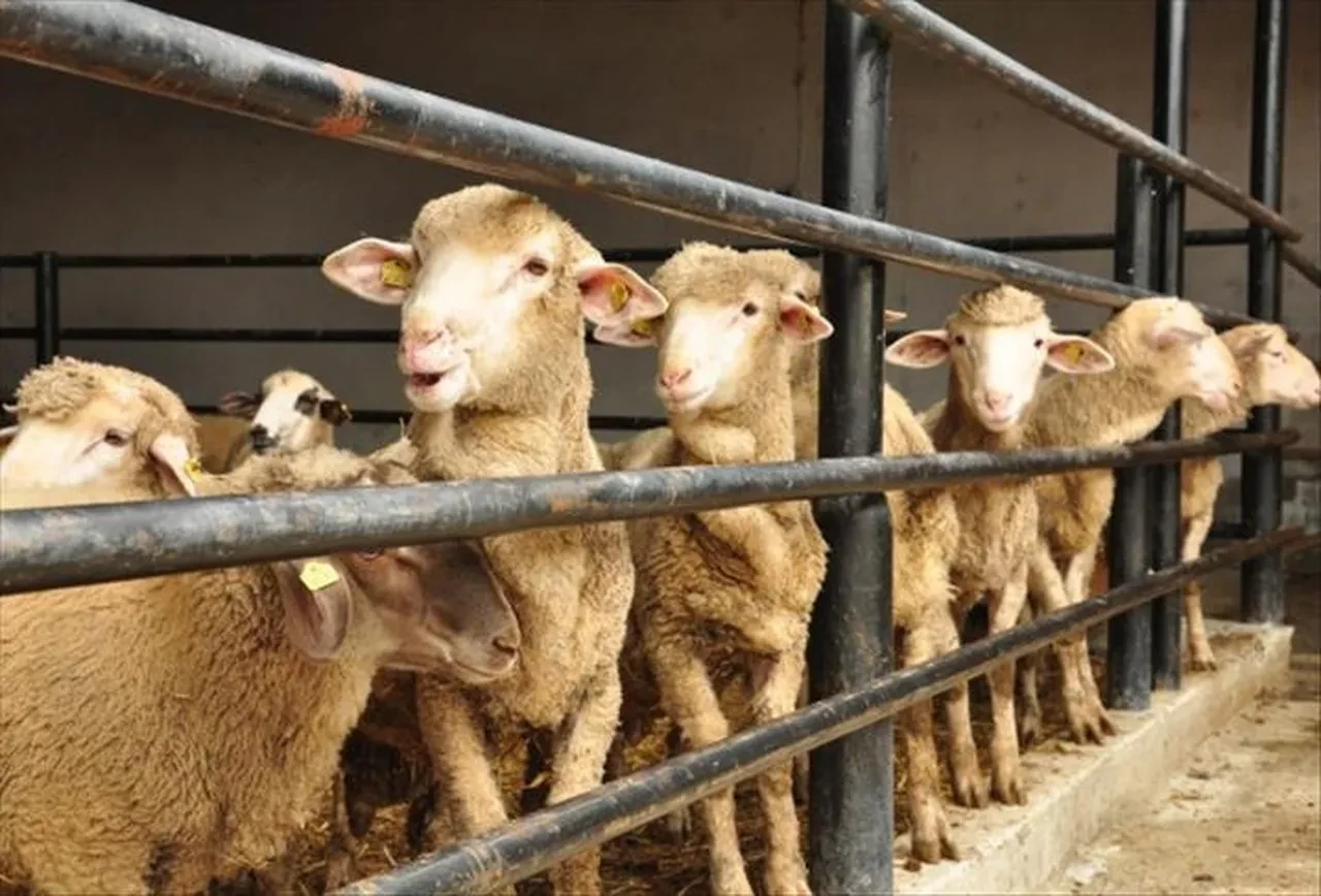 Kurban Bayramı kaç gün tatil olacak belli oldu