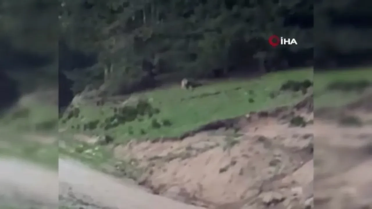 Rizeli muhtarın ayı için söyledikleri herkesi güldürdü: 