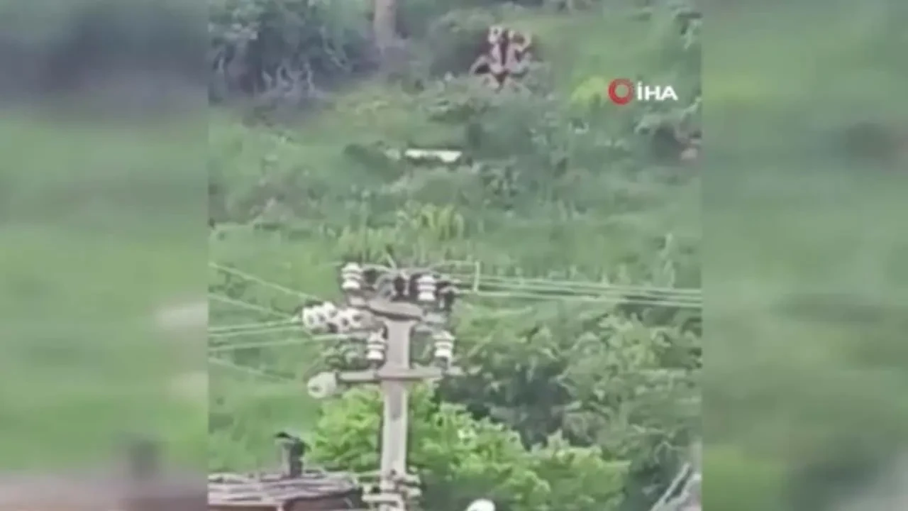 Şehirde ayı paniği! Vatandaşların korku dolu anları kamerada