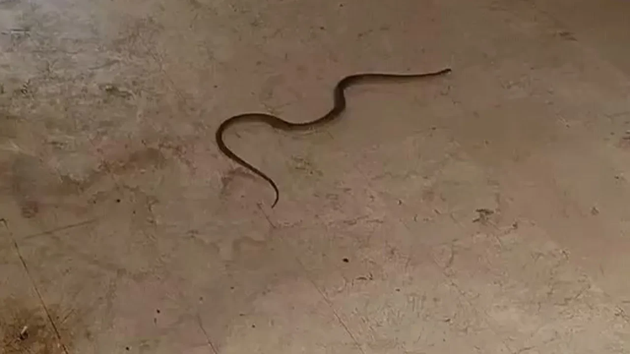 Yılanlar mahalleleri sardı, uzmanlar uyardı